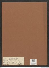 Pseudauliscus ambiguus (Grev.) Rattr. (de-Toni-Nr.: Genus 172, Species 4408) Zeichnungen Sammlung Grunow Mappe 04350 (Herbarium_W_Grunow_drawings_Folder_04350)